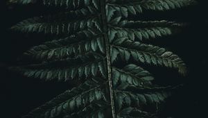 Preview wallpaper fern, leaves, carved, green, dark