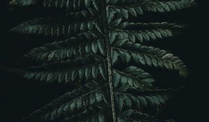 Preview wallpaper fern, leaves, carved, green, dark