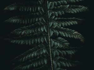 Preview wallpaper fern, leaves, carved, green, dark