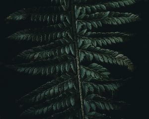 Preview wallpaper fern, leaves, carved, green, dark