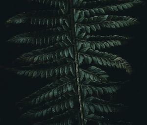 Preview wallpaper fern, leaves, carved, green, dark
