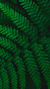Preview wallpaper fern, leaves, carved, green, vegetation, leaf