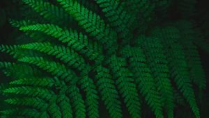 Preview wallpaper fern, leaves, carved, green, vegetation, leaf