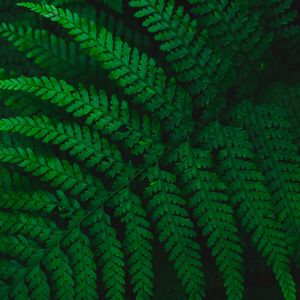 Preview wallpaper fern, leaves, carved, green, vegetation, leaf