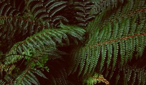 Preview wallpaper fern, leaves, carved, plants, green, vegetation