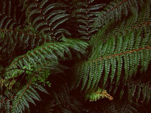 Preview wallpaper fern, leaves, carved, plants, green, vegetation
