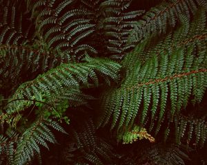 Preview wallpaper fern, leaves, carved, plants, green, vegetation