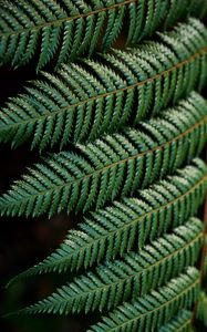 Preview wallpaper fern, leaves, carved, green, branch