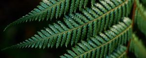 Preview wallpaper fern, leaves, carved, green, branch