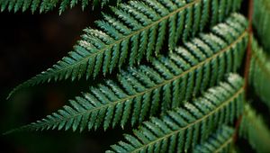 Preview wallpaper fern, leaves, carved, green, branch