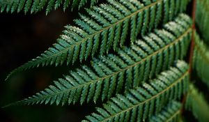 Preview wallpaper fern, leaves, carved, green, branch