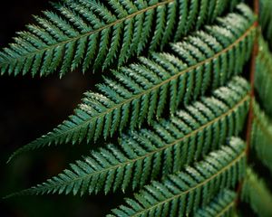 Preview wallpaper fern, leaves, carved, green, branch