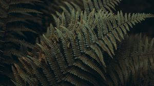 Preview wallpaper fern, leaves, carved, plant, macro