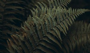 Preview wallpaper fern, leaves, carved, plant, macro