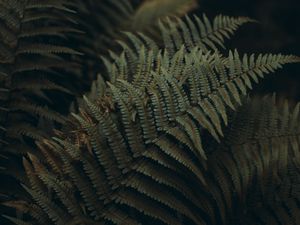 Preview wallpaper fern, leaves, carved, plant, macro