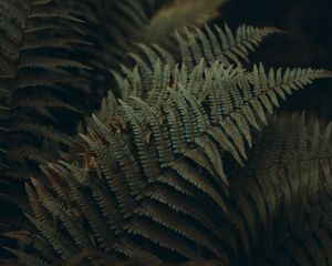 Preview wallpaper fern, leaves, carved, plant, macro