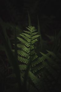 Preview wallpaper fern, leaves, dark, macro