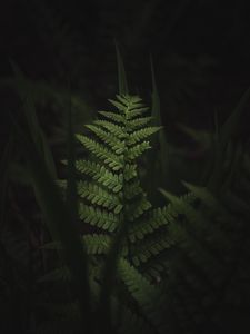 Preview wallpaper fern, leaves, dark, macro
