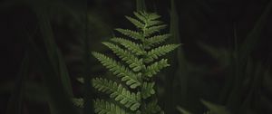 Preview wallpaper fern, leaves, dark, macro