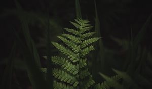 Preview wallpaper fern, leaves, dark, macro