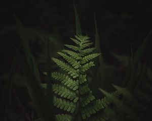Preview wallpaper fern, leaves, dark, macro