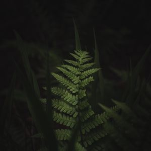 Preview wallpaper fern, leaves, dark, macro