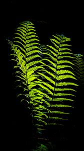 Preview wallpaper fern, leaves, darkness, macro, green