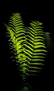 Preview wallpaper fern, leaves, darkness, macro, green