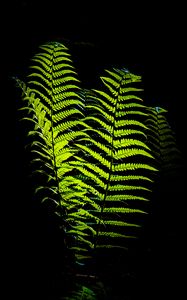 Preview wallpaper fern, leaves, darkness, macro, green