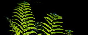 Preview wallpaper fern, leaves, darkness, macro, green