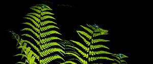 Preview wallpaper fern, leaves, darkness, macro, green