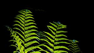 Preview wallpaper fern, leaves, darkness, macro, green