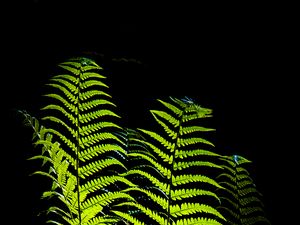 Preview wallpaper fern, leaves, darkness, macro, green