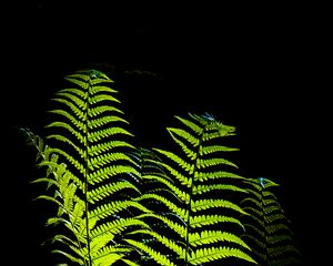 Preview wallpaper fern, leaves, darkness, macro, green