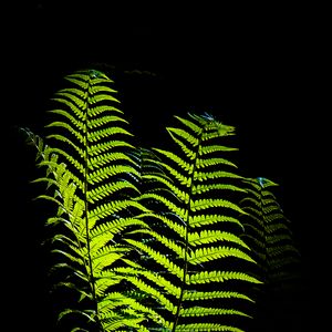 Preview wallpaper fern, leaves, darkness, macro, green