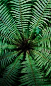 Preview wallpaper fern, leaves, depth, green, dark