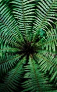 Preview wallpaper fern, leaves, depth, green, dark