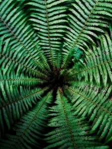 Preview wallpaper fern, leaves, depth, green, dark