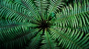 Preview wallpaper fern, leaves, depth, green, dark