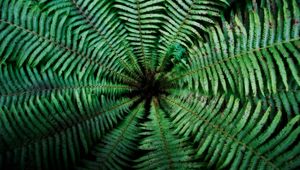 Preview wallpaper fern, leaves, depth, green, dark