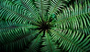 Preview wallpaper fern, leaves, depth, green, dark