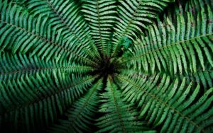 Preview wallpaper fern, leaves, depth, green, dark