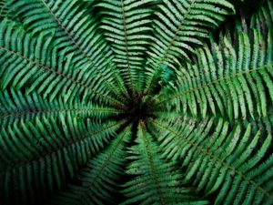 Preview wallpaper fern, leaves, depth, green, dark