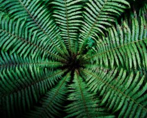 Preview wallpaper fern, leaves, depth, green, dark