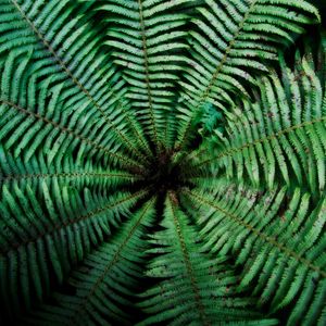 Preview wallpaper fern, leaves, depth, green, dark