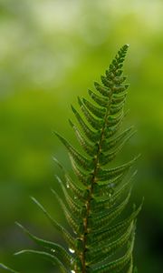 Preview wallpaper fern, leaves, drops, macro, blur