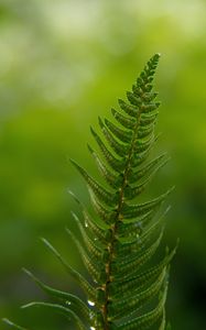 Preview wallpaper fern, leaves, drops, macro, blur