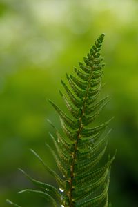 Preview wallpaper fern, leaves, drops, macro, blur