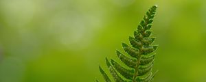 Preview wallpaper fern, leaves, drops, macro, blur