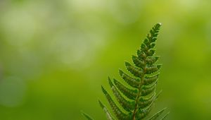 Preview wallpaper fern, leaves, drops, macro, blur